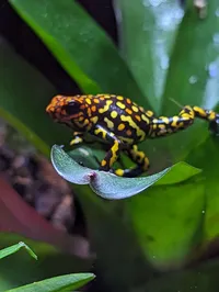 Poison Dart Frog